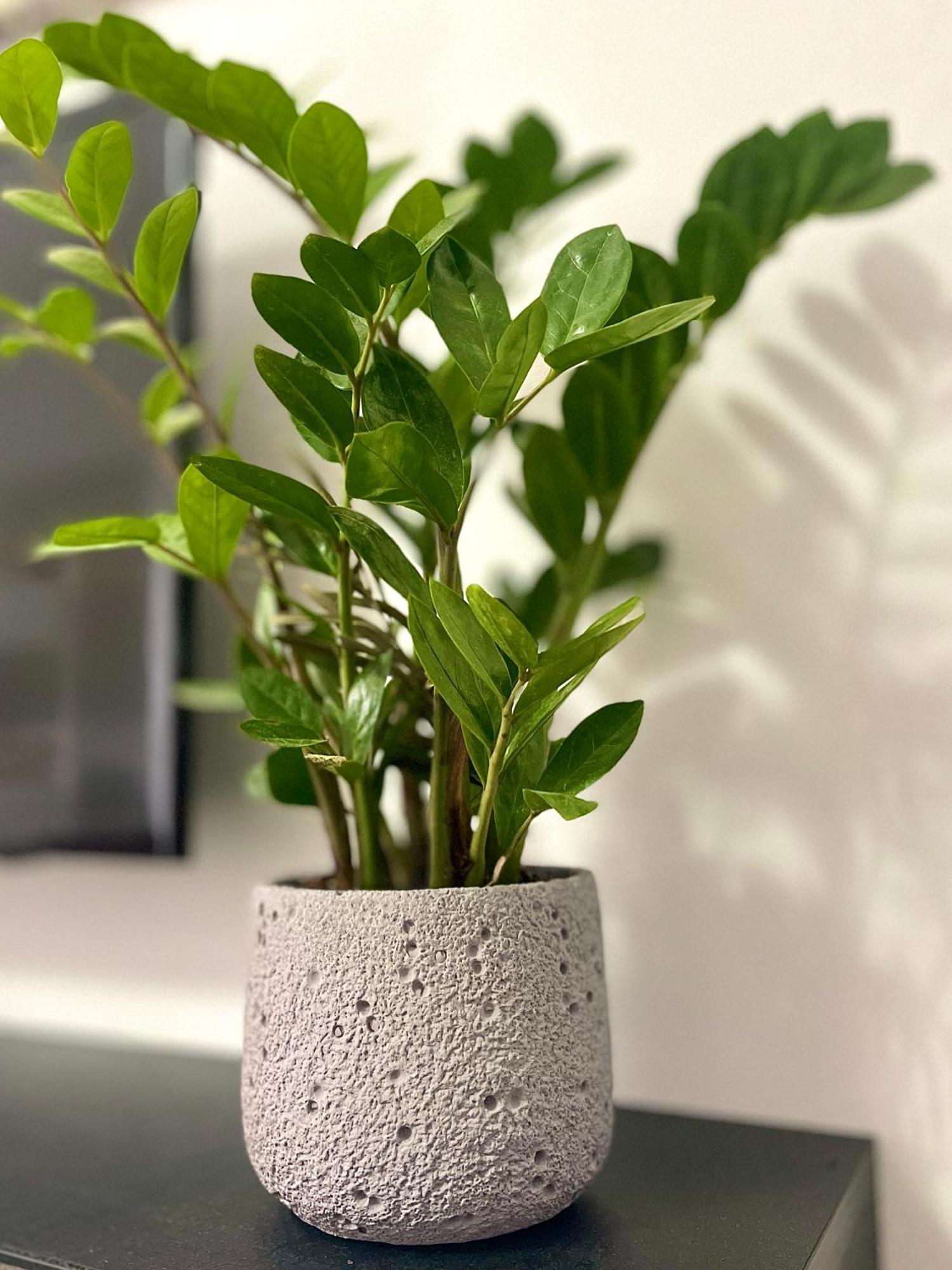 Guesthouse Shehu 卡萨米尔 外观 照片